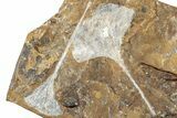 Two Fossil Ginkgo Leaves From North Dakota - Paleocene #232009-3
